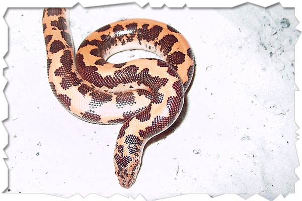 boa