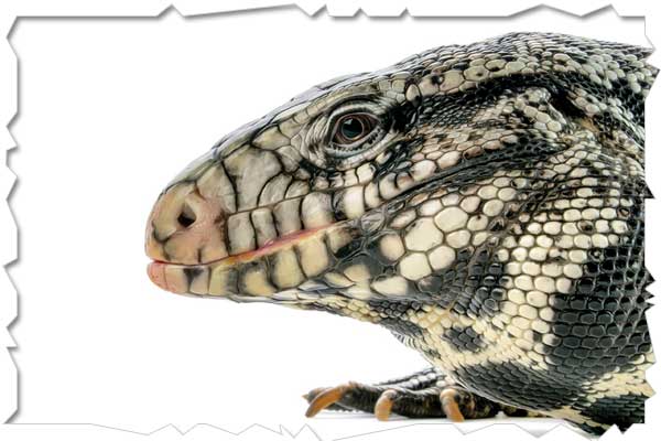 tegu lizard