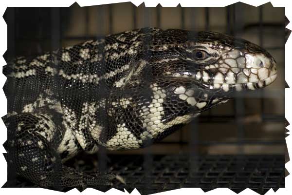 tegu