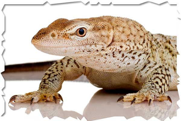 monitor lizard