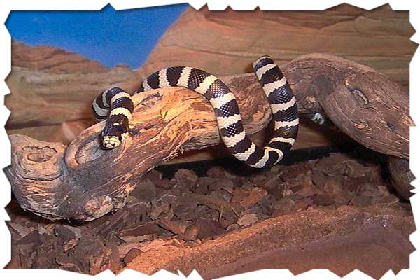 kingsnake