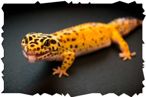 leopard gecko