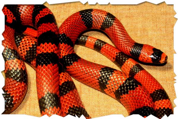 Milk Snake