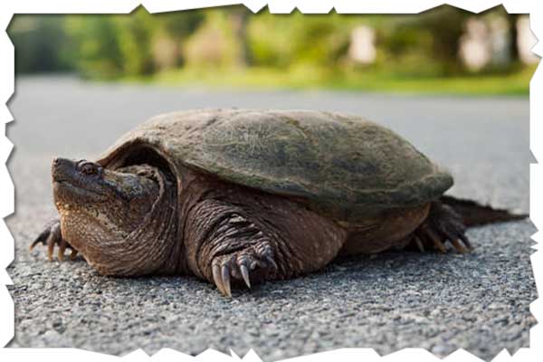 snapping turtle