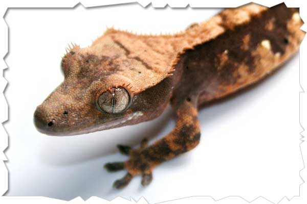 crested gecko