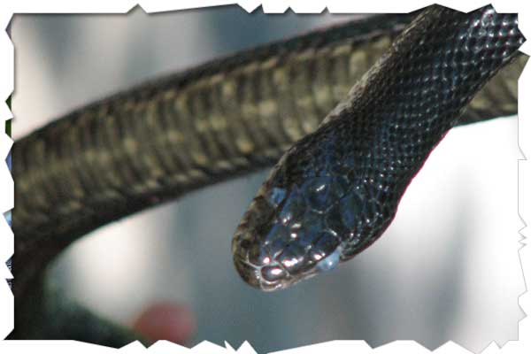 black rat