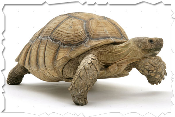 african turtle