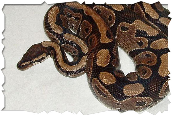 ball python