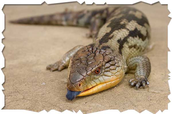 blue tongue