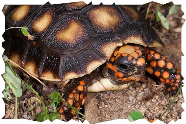 red foot tortoise