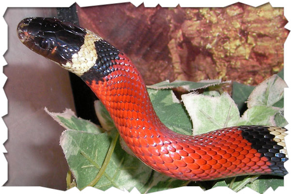 Milk Snake
